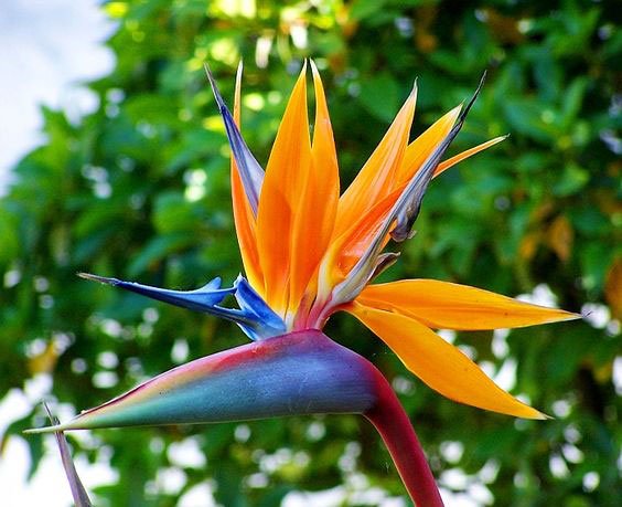 The 15 Best Species of Plants that Like the Sun! - Trendy Queen ...