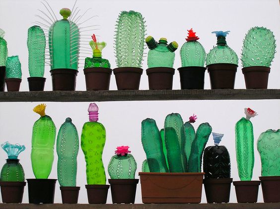 pet bottle cacti