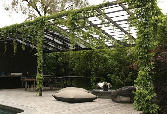 pergola with climbing plants