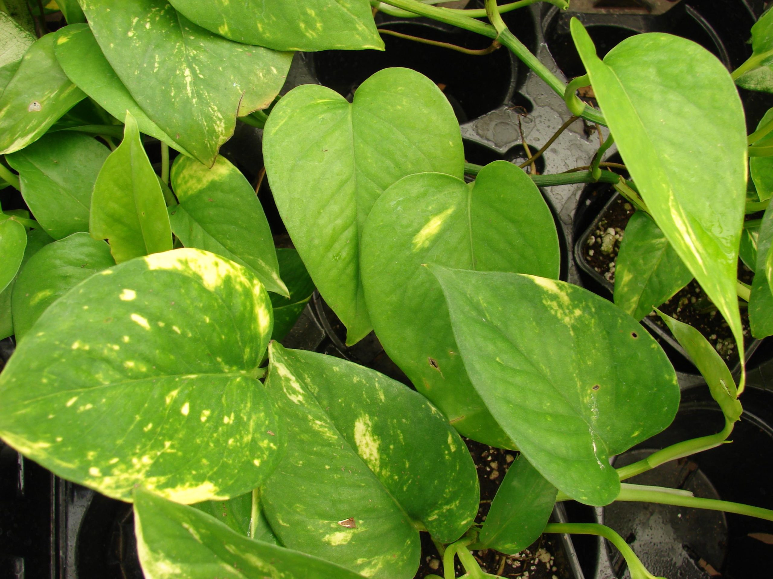 How to Care for the Boa Plant