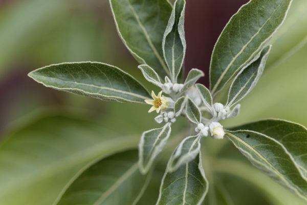 Ashwagandha flower