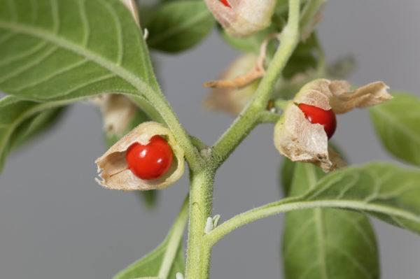 Ashwagandha fruit