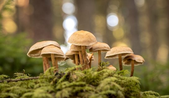 mushroom skincare products