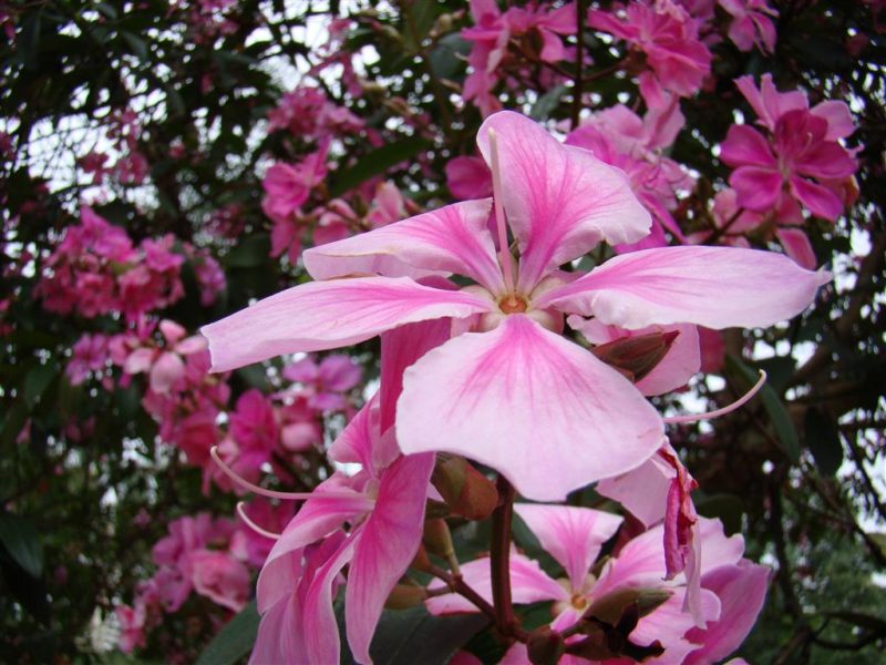 rose lantern