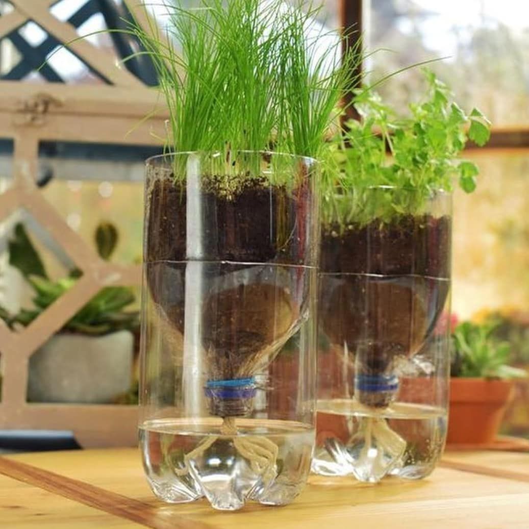 Pet bottle vegetable garden on the floor