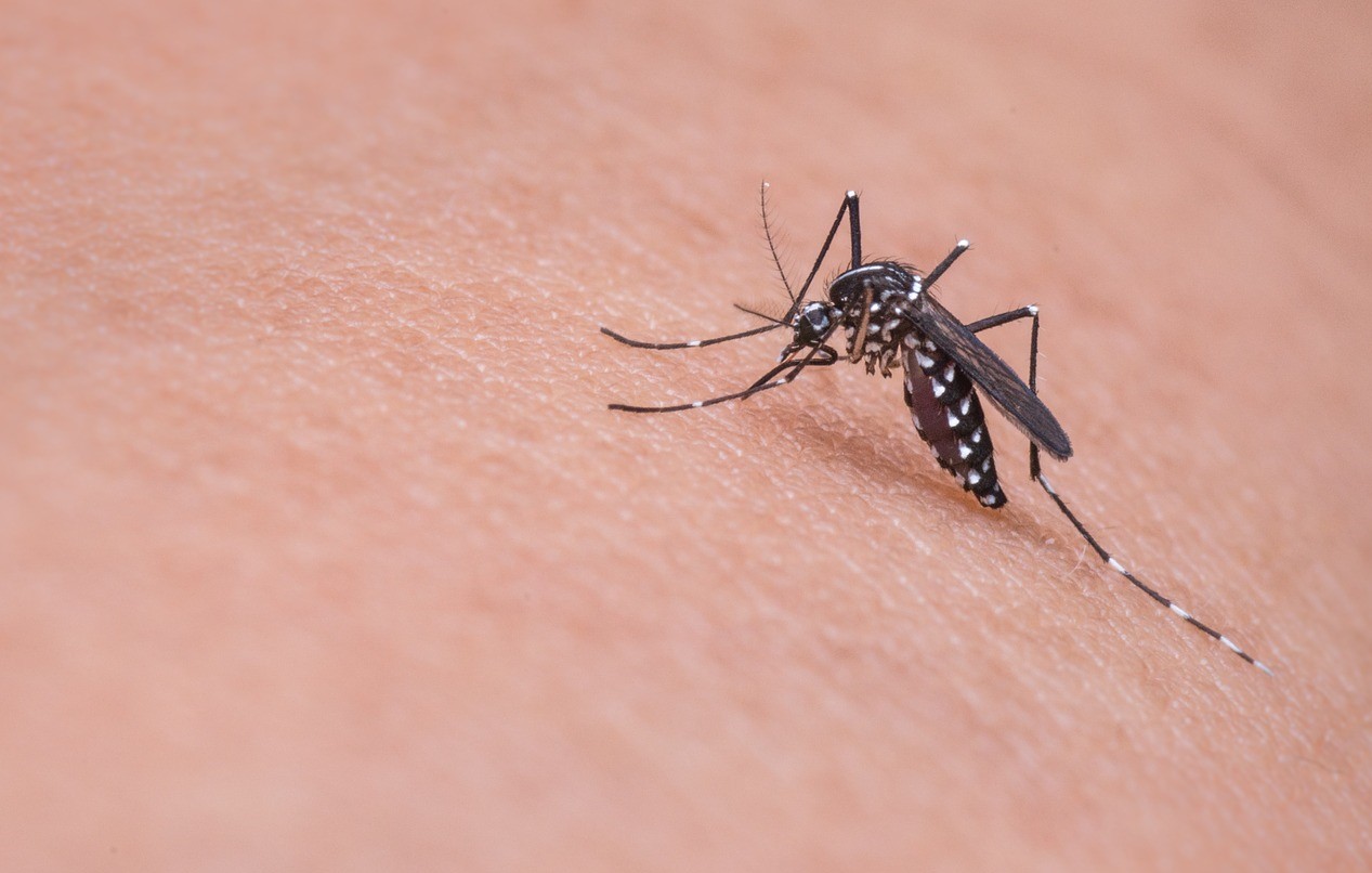 natural remedies against mosquitoes