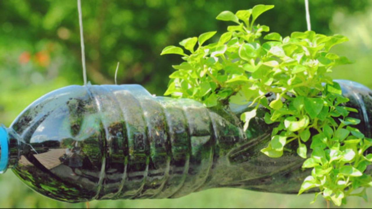 What to Plant in a Pet Bottle Garden