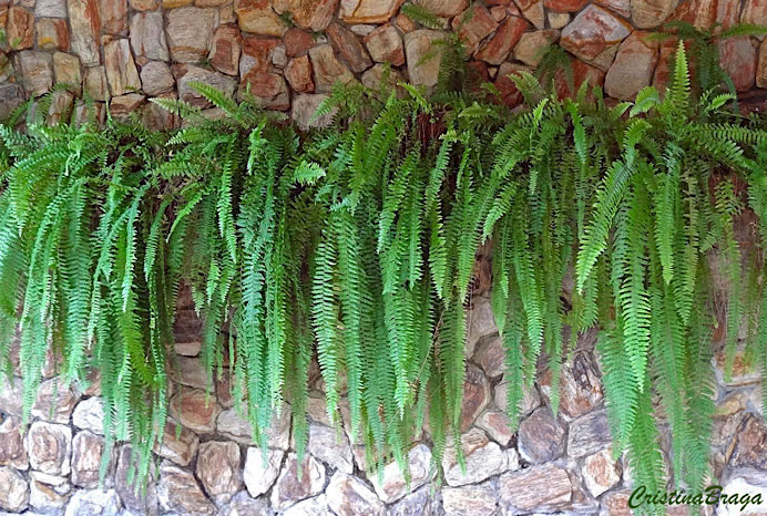 American fern