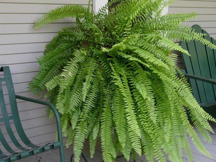 fern