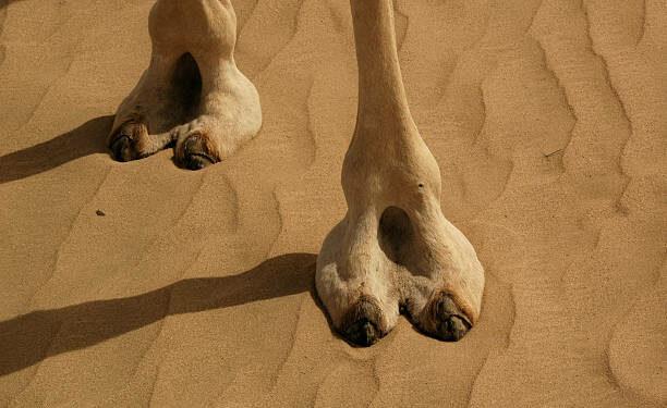 Do camels spit out their organs?