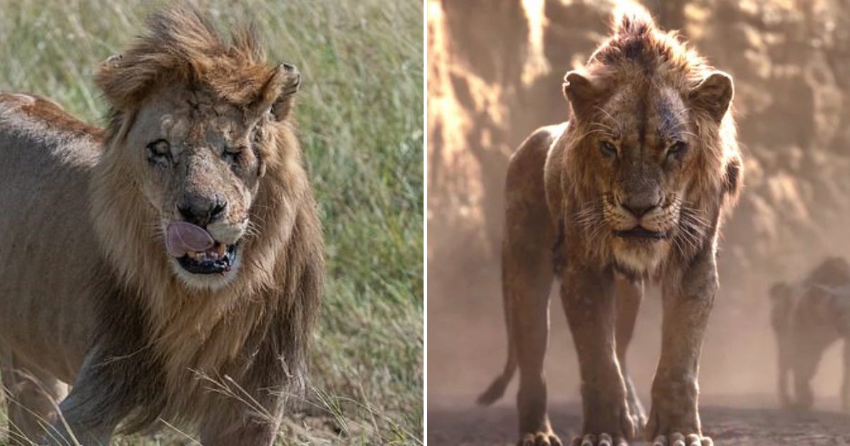 How did they film the animals in Lion King?