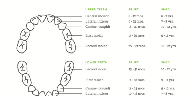 How long does it take for a molar to break through the gums?