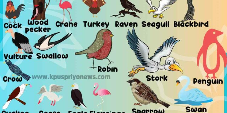 what-greek-name-means-bird