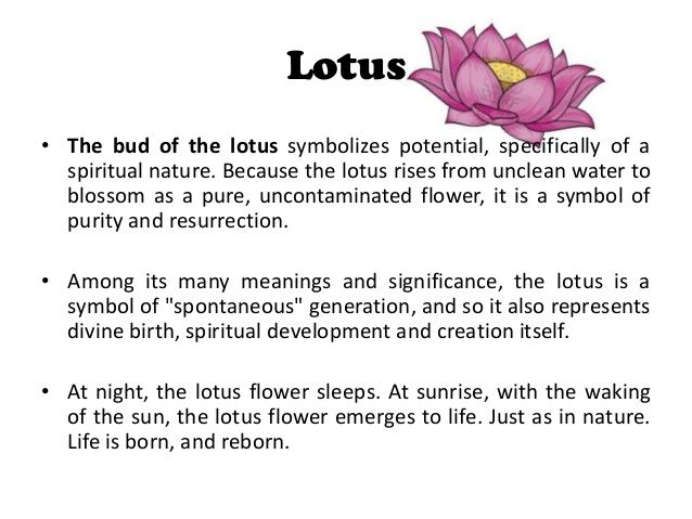 what-does-pink-lotus-mean