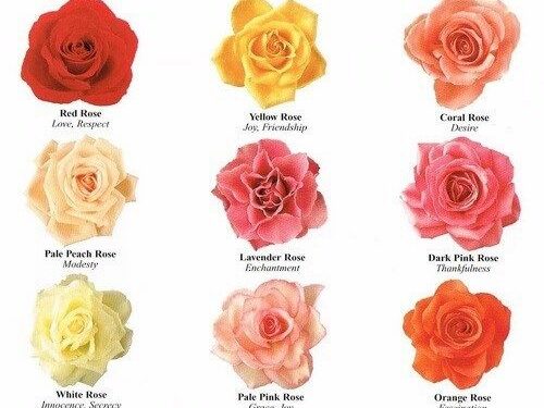 What Flowers Symbolize Get Well Soon