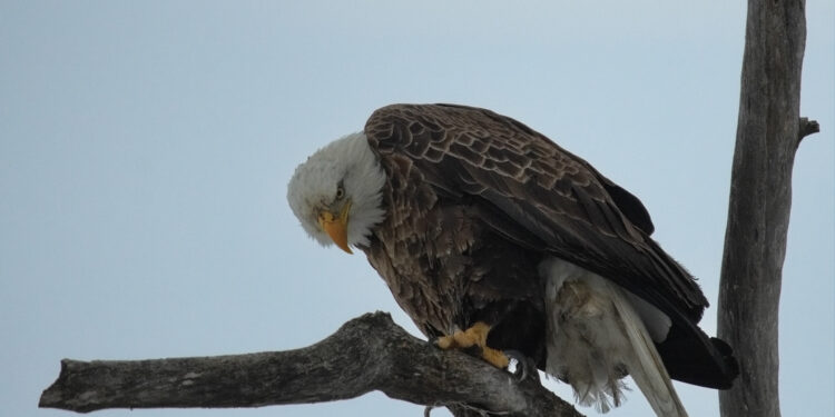 what-size-waist-is-american-eagle-size-4