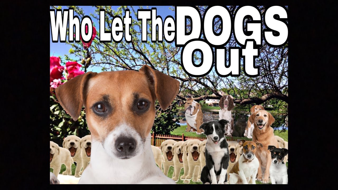 who-let-the-dogs-out-meaning-reddit